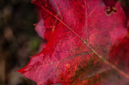 Photo for A close-up of autumn's vibrant leaf, its crimson canvas etched with nature's intricate patterns. A perfect piece for seasonal decor and design. Witness the fiery red transition, emblematic of fall's dynamic change. - Royalty Free Image
