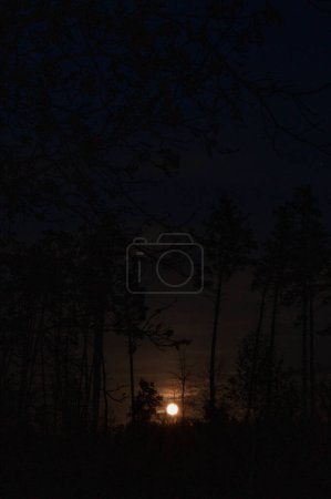 Téléchargez les photos : Admirez le lever de lune enchanteur qui illumine la nuit, créant des silhouettes délicates de la forêt. Parfait pour l'art atmosphérique lunatique et la narration sur le thème de la nuit. La lune exécute un ballet nocturne, projetant sa lueur sur la cime des arbres. - en image libre de droit
