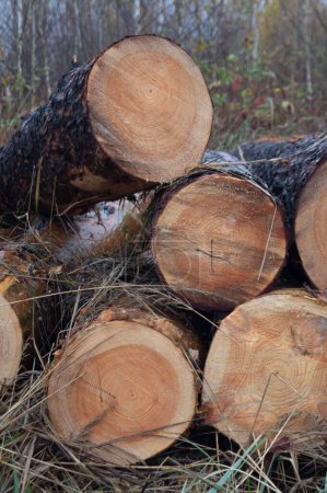 Téléchargez les photos : Autumn Timber Stack - Grumes rustiques de la récolte de l'Ukraine. Motifs circulaires de la nature - Anneaux d'arbres dans une forêt d'automne. Saison de récolte du bois - Marques d'une foresterie durable. - en image libre de droit