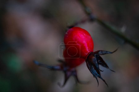 Photo for Nature's Ruby: A vivid red berry glistens with dew, a splash of color. Jewel of the Woods: A single berry stands out, the forest's precious gem. Winter Berry: Brightness in the dormant woods. - Royalty Free Image