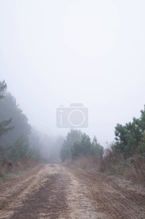 Photo for Mystic Pathway: A dirt road disappears into the embracing fog, inviting the unknown. Enshrouded Journey: It whispers of untold stories. Veiled in Mist: A forest road fades into morning fog's soft white. - Royalty Free Image