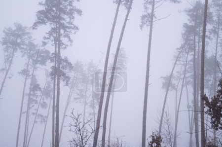 Photo for Misty Pines: Towering trees fade into fog, a canvas of mystery. Whispers of the Woods: The pines stand sentinel in the embrace of the mist. Enigmatic Canopy: Tall pines reach into the fog's obscurity. - Royalty Free Image