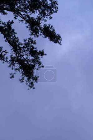 Photo for Twilight Silhouettes: Soft Blue Sky Meets Pine Needles Pine Branches Reaching into the Soothing Twilight Hues - Royalty Free Image