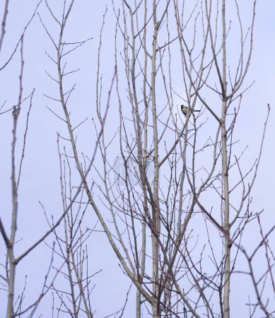 Einsamer Vogel, der im Winter auf einem blattlosen Baum thront und eine minimalistische Ästhetik hervorruft. Ein einzelner Vogel kontrastiert mit den starken Ästen eines Baumes und symbolisiert die ruhige Widerstandsfähigkeit.