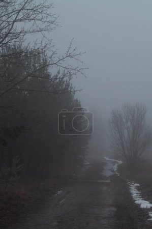 Photo for A secluded path winds through a hushed forest shrouded in morning mist. Ghostly trees emerge from the fog along a silent trail, a scene of introspective solitude. A misty journey unfolds on a woodland path, the echo of silence around each bend. - Royalty Free Image