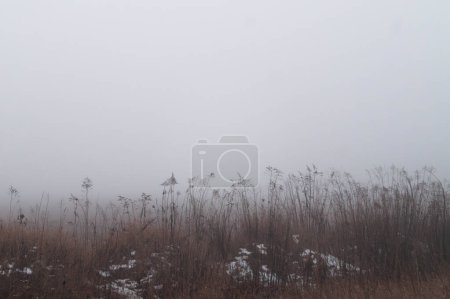 Winter fog softly blankets a wild meadow, creating a muted, ethereal landscape. Whispers of winter: A field lies still under a haunting veil of dense fog. Hazy veil of frosty air hovers over a field, where dry reeds stand against the cold.