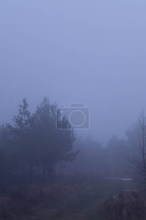 Forêt de pins brumeux à l'aube, aux teintes subtiles et à la lumière douce pour une ambiance mystique. L'énigmatique brouillard matinal recouvre une paisible pinède, créant une mystérieuse scène naturelle. L'aube se brise doucement sur une forêt silencieuse, le brouillard se faufilant à travers.