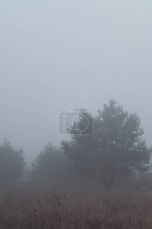 Misty forest solitude: Trees fade into the fog in this tranquil, moody landscape. Ethereal forest shrouded in fog: An ambient, mist-laden scene conveying quiet and seclusion. Trees veiled by morning mist: A landscape enveloped in a serene.