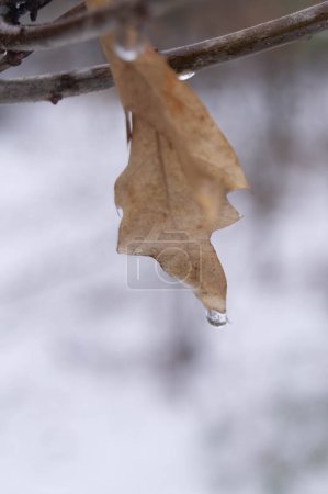 Winter's touch on nature: Close-up on a single leaf with a frozen drop, a subtle blend of life's persistence and seasonal change. Solitude in the snow: This single leaf holding a water droplet illustrates nature's quiet beauty amidst winter's chill.