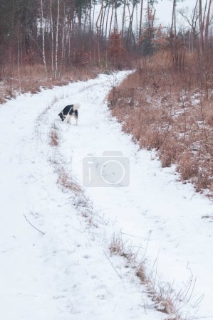 Dog explores a snowy path, offering a touch of life to the tranquil winter scene.Curious canine adventurer treks through fresh snow, perfect for winter-themed projects.Solitary dog on a snowy walk, capturing the essence of winter solitude.