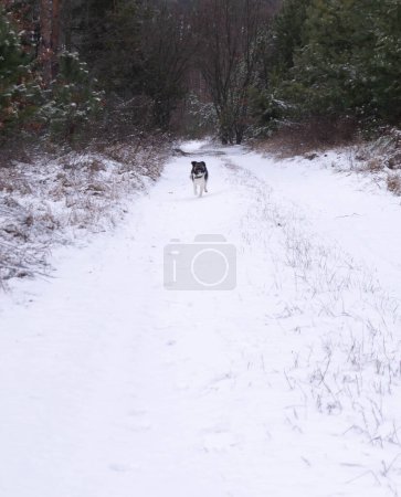 Treuer Begleiter flitzt durch einen verschneiten Pfad, begierig darauf, sich wieder mit seinem Besitzer zu vereinen. Freudiger Hund, der auf einem Winterpfad sprintet, bringt die Aufregung eines verschneiten Tages auf den Punkt. Die Freude eines Hundes ist rein, wenn er über das winterliche Weiß rast, ein Moment puren Glücks..