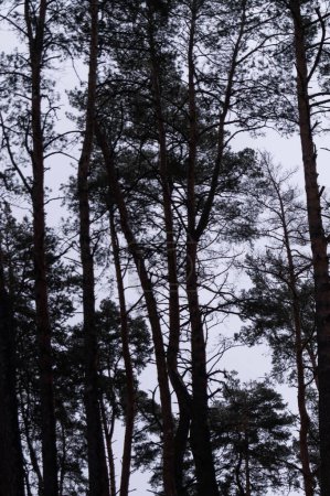 Majestueux pins tour dans le ciel sombre, une toile de fond naturelle pour le mystère et l'exploration. Silhouette de forêt de pins contre le crépuscule, idéale pour les milieux et les thèmes de la nature. Les pins murmurants se tiennent debout à la tombée de la nuit.