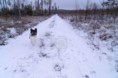Loyal companion dashes through a snowy trail, eager to reunite with their owner.Joyful dog sprinting on a winter path, encapsulates the excitement of a snowy day.A dog's joy is pure as it races over the winter white, a moment of pure happiness.
