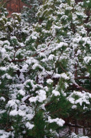 Kiefernzweige, die mit Neuschnee bestäubt sind, fangen die Essenz des Winters ein. Der zarte Hauch des Winters schmückt diese Kiefern mit einem Mantel aus Schnee. Ein heiterer Schnappschuss von Kieferngrün unter der Last des schneeweißen.