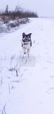 Treuer Begleiter flitzt durch einen verschneiten Pfad, begierig darauf, sich wieder mit seinem Besitzer zu vereinen. Freudiger Hund, der auf einem Winterpfad sprintet, bringt die Aufregung eines verschneiten Tages auf den Punkt. Die Freude eines Hundes ist rein, wenn er über das winterliche Weiß rast, ein Moment puren Glücks..