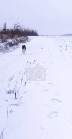 Loyal companion dashes through a snowy trail, eager to reunite with their owner.Joyful dog sprinting on a winter path, encapsulates the excitement of a snowy day.A dog's joy is pure as it races over the winter white, a moment of pure happiness.