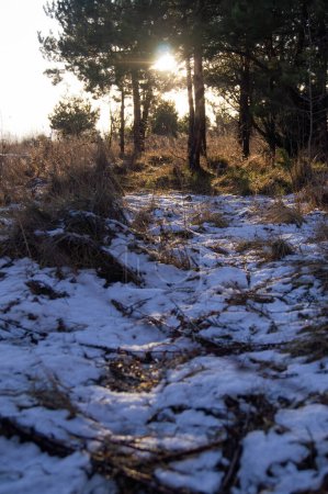 Die Nachmittagssonne filtert durch Kiefern auf einem schneebedeckten Waldboden. Goldene Balken werfen Muster auf einen winterlichen Waldweg. Die tief stehende Nachmittagssonne glitzert auf Resten von Waldschnee.