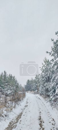 Winter landscape with snow-covered trees and a trail through a tranquil forest. Scenic winter pathway enveloped by frosted conifers, ideal for seasonal backgrounds. Quiet snowy forest road with evergreen trees, perfect for peaceful nature themes.