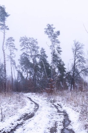Kurvenreicher Pfad durch einen schneebedeckten ukrainischen Wald im Griff des Winters. Schlängelnder Pfad in einer verschneiten Waldlandschaft, ein stilles ukrainisches Wintermärchen. Frostiger Waldweg in der Ukraine, von der Stille des Winters eingehüllt. 