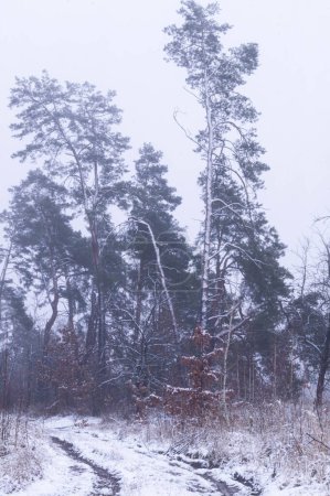 Ein schneebedeckter Pfad durch einen Kiefernwald in der Landschaft der Ukraine. Winterliche Berührung mit ukrainischen Kiefern neben einem weiß verwischten Waldweg. Die Ruhe des Winters umhüllt einen schneebedeckten Weg.