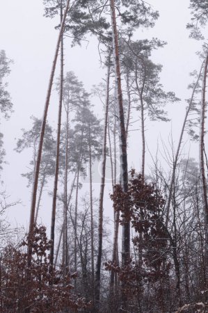 Nebliger ukrainischer Wald mit Kiefern Anfang März Schnee. Stille Kiefern, die hoch aufragen inmitten eines leichten Märzschneefalls in der Ukraine. Eine ruhige, verschneite Waldlandschaft fängt die Essenz des frühen Frühlings in der ländlichen Ukraine ein.
