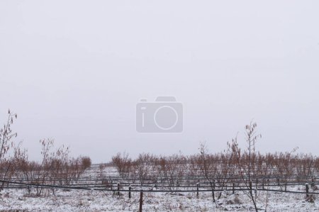 Schneestaub Anfang März auf einem ukrainischen Blaubeerfeld. Karger Schneefall bedeckt ein schlafendes Heidelbeerfeld in der Ukraine. Winterliche Szene einer ukrainischen Blaubeerfarm, die auf das Tauwetter des Frühlings wartet. Blaubeerfelder in der Ukraine während eines leichten Wintersturms erobert