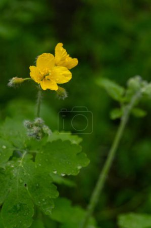 Téléchargez les photos : Une fleur jaune vif se démarque avec simplicité et grâce sur fond de vert luxuriant, orné de gouttes de pluie fraîches. - en image libre de droit