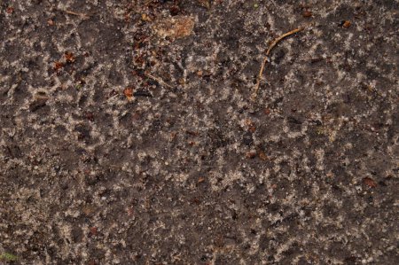 Erdige Strukturen und Details: Ein genauer Blick auf einen Waldboden, der eine komplizierte Mischung aus Erde, kleinen Steinen und organischem Schutt zeigt.