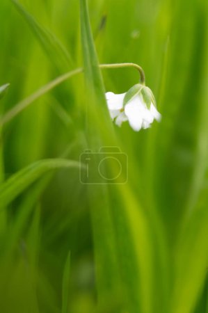 A solitary white flower bows gracefully amidst vibrant green blades, a delicate symbol of nature's quiet elegance.