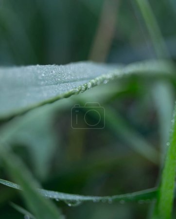 Foto de Gotas de rocío cristalino adornan las hojas verdes exuberantes, capturando la esencia serena de una mañana fresca en la naturaleza. - Imagen libre de derechos