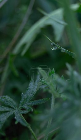 A single dewdrop clings precariously to a thin blade of grass, encapsulating the serene and delicate balance of nature in the early morning.