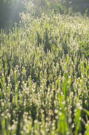 Téléchargez les photos : Des brins d'herbe embrassés par la rosée brillent brillamment sous la lumière du soleil matinal, créant une scène de prairie lumineuse et fraîche. - en image libre de droit
