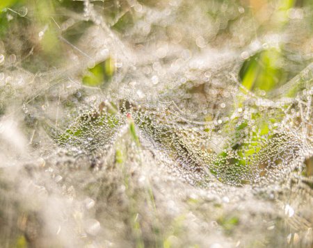 Téléchargez les photos : Une délicate toile d'araignée ornée de gouttes de rosée matinale scintille sous la lumière du soleil, mettant en valeur l'artisanat complexe de la nature. - en image libre de droit