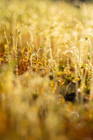 Golden morning dew clings to delicate moss, their tiny droplets sparkling in soft sunlight, creating a vivid, almost magical landscape.
