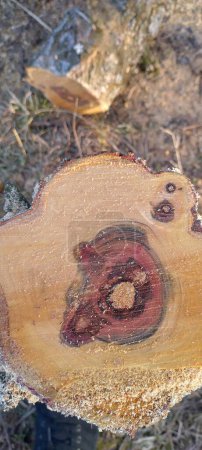 Foto de Primer plano de un tocón de árbol recién aserrado que revela intrincados anillos anuales y patrones de granos de madera ricos y coloridos. - Imagen libre de derechos