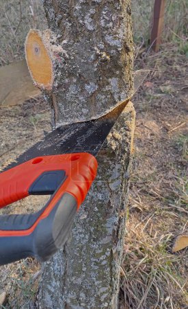 Hand saw cutting through a tree trunk, emphasizing the precision and effort in traditional woodcutting against a natural backdrop.