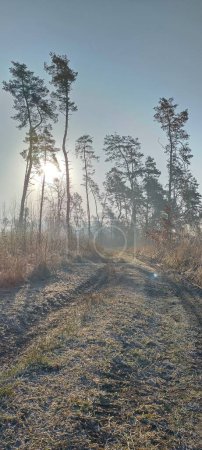 Misty morning light filters through a serene forest pathway, highlighting the frosty underbrush and towering pines in a peaceful natural setting.