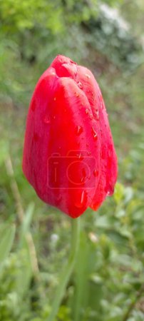 Téléchargez les photos : Une tulipe rouge rayonnante ornée de gouttes de rosée se distingue par sa couleur vive et sa texture délicate sur un fond doux et naturel. - en image libre de droit