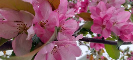 Flores rosadas vívidas adornadas con gotas de lluvia, capturando la delicada interacción del color y la humedad en un sereno día de primavera.