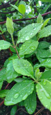 Téléchargez les photos : Verdure luxuriante imprégnée de gouttes de pluie, soulignant la texture vive et la vitalité fraîche d'un jardin en fleurs, capturé dans une clarté époustouflante. - en image libre de droit