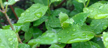 Lebendig grüne Blätter, die mit Regentropfen glitzern, in exquisiten Details festgehalten, die die erfrischende Schönheit der Natur nach einem sanften Regen zeigen.