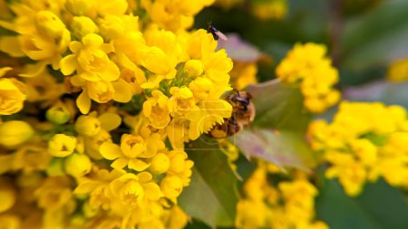 Gelbe Blüten von Magonia aus nächster Nähe. Makrofoto. Hintergrund mit kleinen gelben Blumen und einer Biene