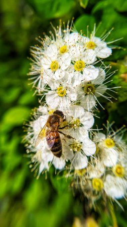 Bee close-up on the flowers of spirea Vangutta. White small flowers close-up. Macro photo