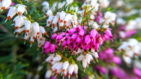 Flores blancas y rosadas de brezo de cerca. Macro foto de flores de brezo