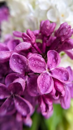 Flores lila púrpura con gotas de agua en primer plano. Macro foto