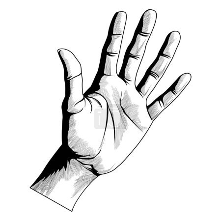 Illustration for Realistic hand. Black and white hand. Painting with strokes. Fingers, skin, folds, shadows. Human palm. Vector illustration - Royalty Free Image