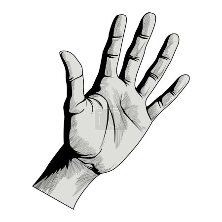 Illustration for Realistic hand. Black and white hand. Painting with strokes. Fingers, skin, folds, shadows. Human palm. Vector illustration - Royalty Free Image