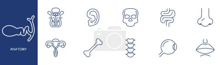 Téléchargez les illustrations : Anatomie définir l'icône de ligne. Intestins, crâne, oreille, œil, colonne vertébrale, os, nez, bouche, utérus. Couleur pastel fond Icône de ligne vectorielle pour les entreprises et la publicité - en licence libre de droit