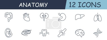 Illustration for Anatomy set line icon. Heart, kidneys, liver, stomach, intestines, eyes, teeth, enamel. 12 line icon. Vector line icon for business and advertising - Royalty Free Image