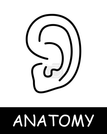 Ilustración de Icono de línea de oído. Audición, concha, anatomía, medicina, formación, médico, enfermera, humano, cuerpo, fisiología. Icono de línea vectorial para negocios y publicidad - Imagen libre de derechos